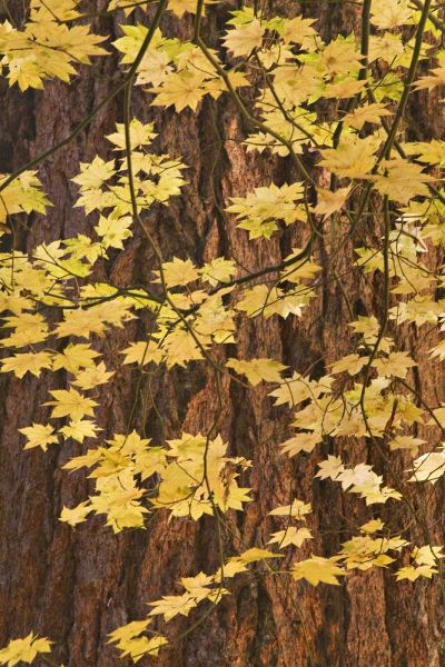 OR, Rogue River NF Vine maple leaves